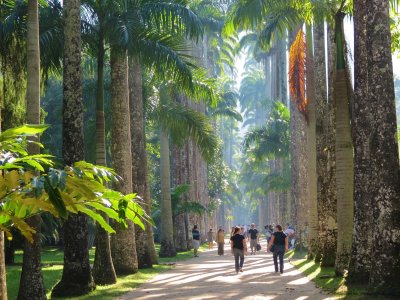 Chemin par entre palms royaux  Antonio DE MORAIS  2012.jpg