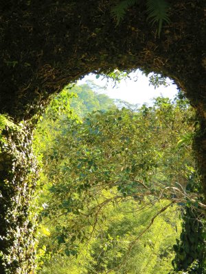 Arbre, vert  Antonio DE MORAIS  2012.jpg