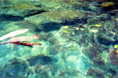 Île lointaine, l'eau  Antonio DE MORAIS  2002.jpg