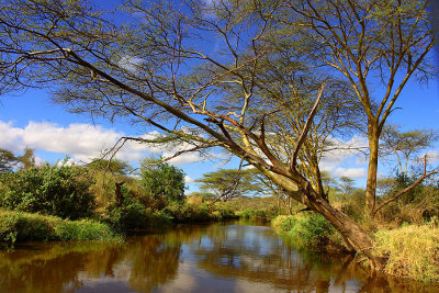 Serngeti Tanzania