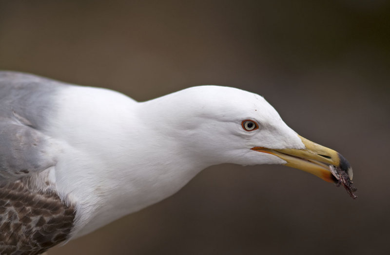 Seagull1.jpg