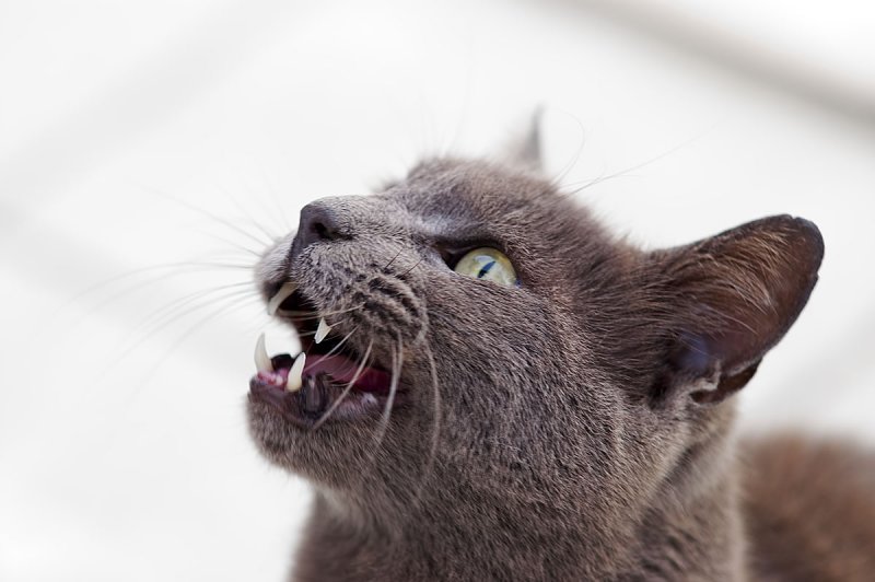 Cat25.jpg