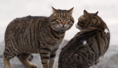 Cat18.jpg