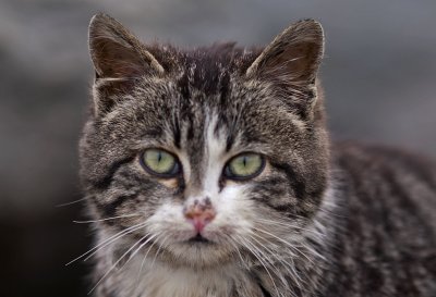 Cat16.jpg