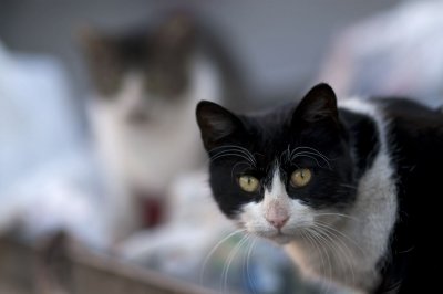 Cat8.jpg