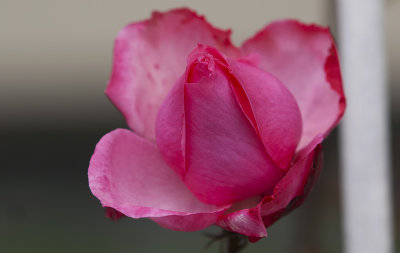 PICT0471.jpg