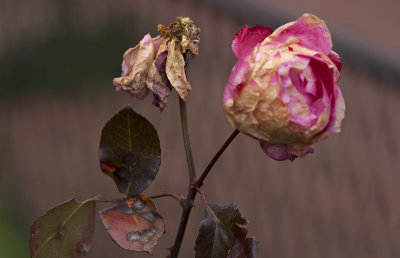 PICT0477.jpg