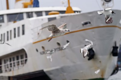 Seagull4.jpg