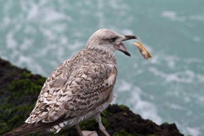 Seagull5.jpg