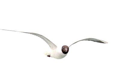 Seagull16.jpg