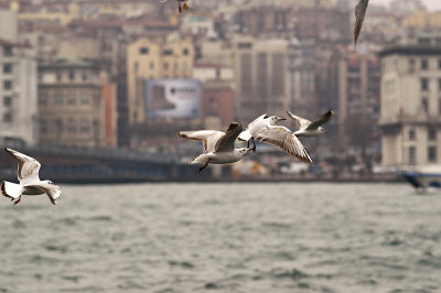 Seagull21.jpg