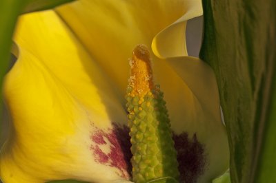 Zantedeschia1.jpg
