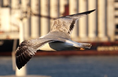 Seagull23.jpg