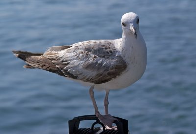 Seagull19.jpg