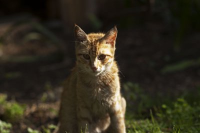 Cat13.jpg
