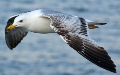 Seagull27.jpg