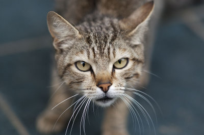 Cat19.jpg