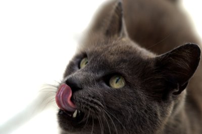 Cat24.jpg