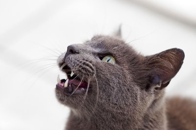 Cat25.jpg