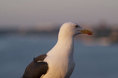 Seagull1.jpg