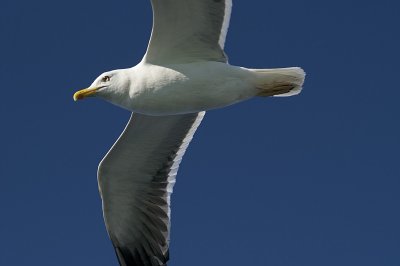 Seagull13.jpg