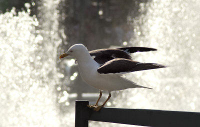 Seagull5.jpg
