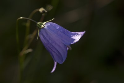 PICT5717.jpg