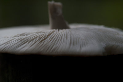 PICT5735.jpg