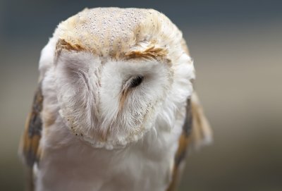 Barn owl1.jpg
