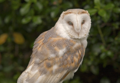 Barn owl4.jpg