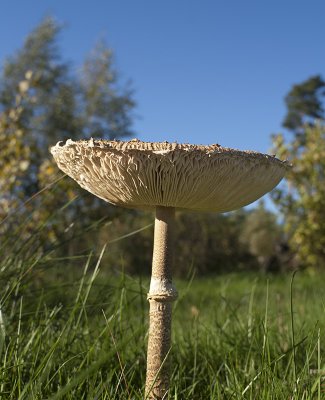 PICT7437.jpg