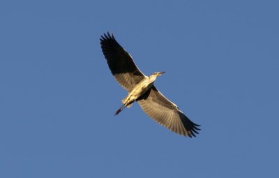 Heron1.jpg