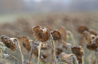Solros1.jpg