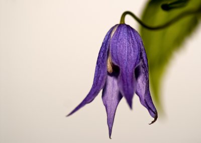 Klematis1.jpg