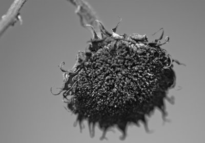 Solros2.jpg