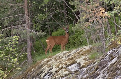 Deer2.jpg
