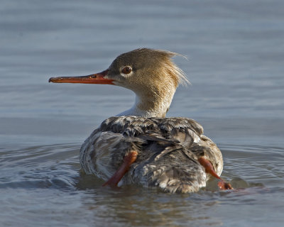 Merganser Young Red Breasted (female)