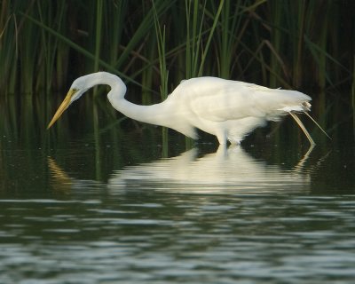 Great Egret (Ardea alba)