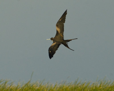 Magnificent Frigatebird (Fregata magnificens) Female