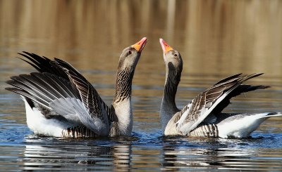 Greylag Goose - Grauwe gans