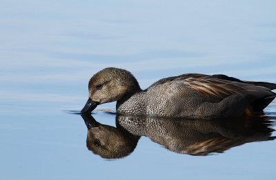 Gadwall - krakeend