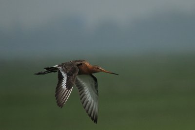 Godwit - Grutto