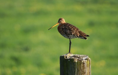 Godwit - grutto