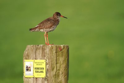 Redshank - Tureluur