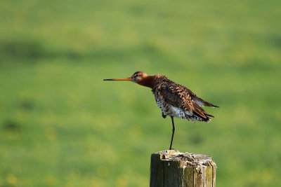 Godwit - Grutto