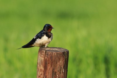 Swallow -Boerenzwaluw