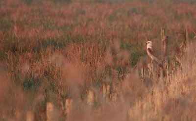 Marsh harrier - Bruine kiekendief