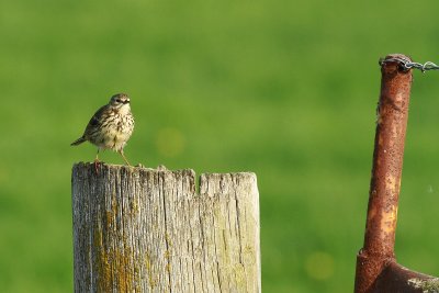 Meadow Pipit - graspieper