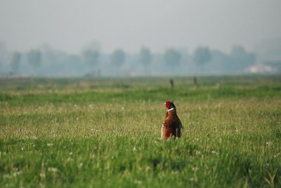 Pheasant - Fazant