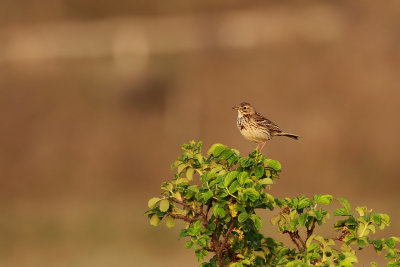 Meadow Pipit -graspieper